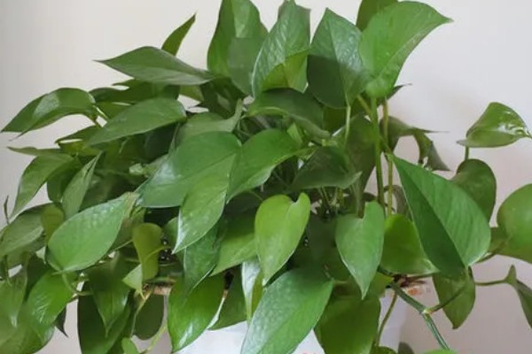 绿萝的简介，是一种常绿藤本植物