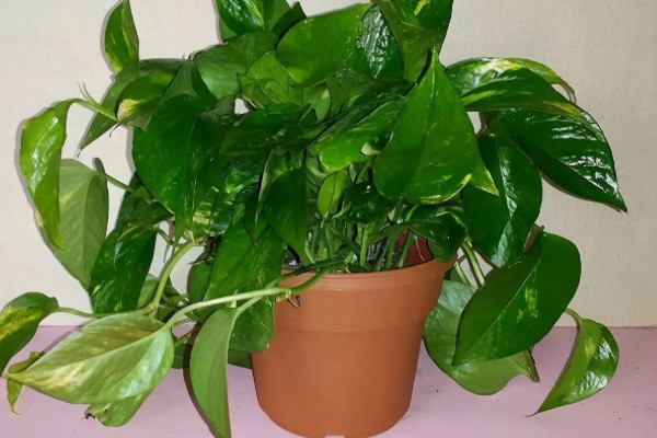 绿萝的简介，是一种常绿藤本植物