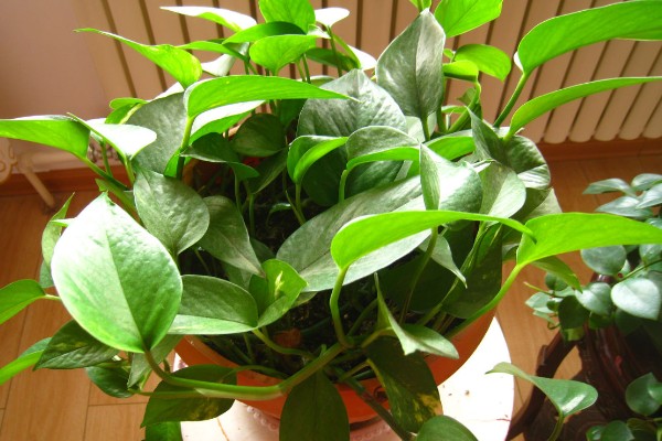 绿萝的简介，是一种常绿藤本植物