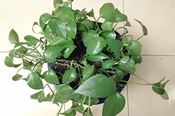 绿萝的简介，是一种常绿藤本植物