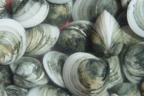 贝类有眼睛吗,部分贝类有眼睛