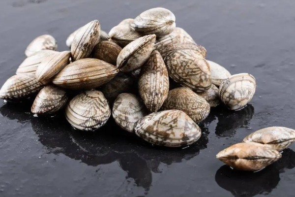 贝类有眼睛吗,部分贝类有眼睛