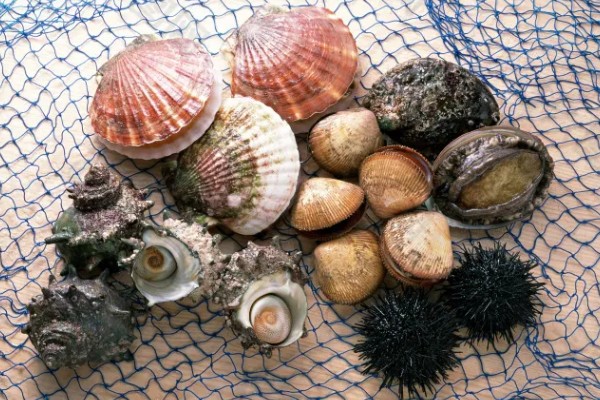 贝类有眼睛吗,部分贝类有眼睛