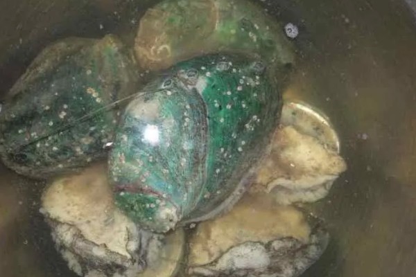 贝类有眼睛吗,部分贝类有眼睛