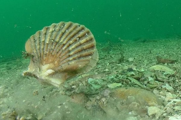 贝类有眼睛吗,部分贝类有眼睛