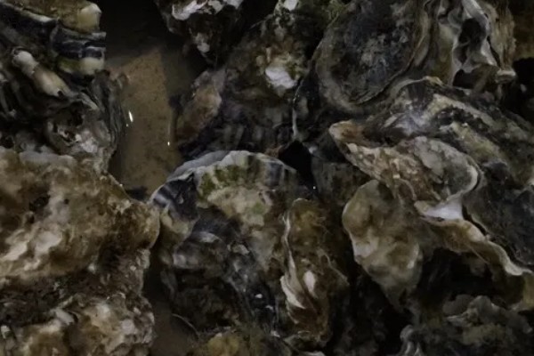 贝类有眼睛吗,部分贝类有眼睛