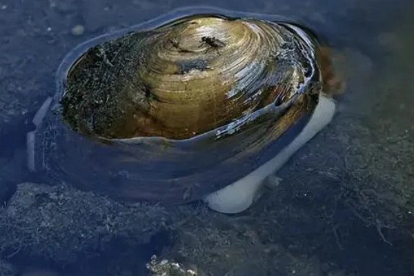 贝类有眼睛吗,部分贝类有眼睛