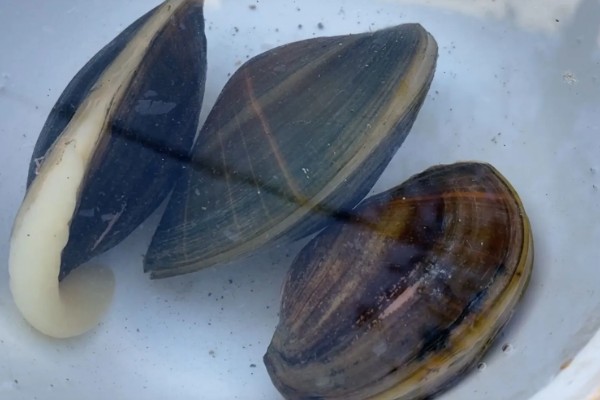 贝类有眼睛吗,部分贝类有眼睛