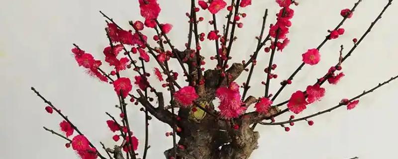 梅花怎么移栽上盆，剪除烂根等伤口愈合再种植