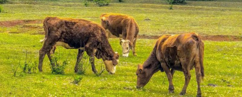 牛喜欢吃哪些食物，比较爱吃青草