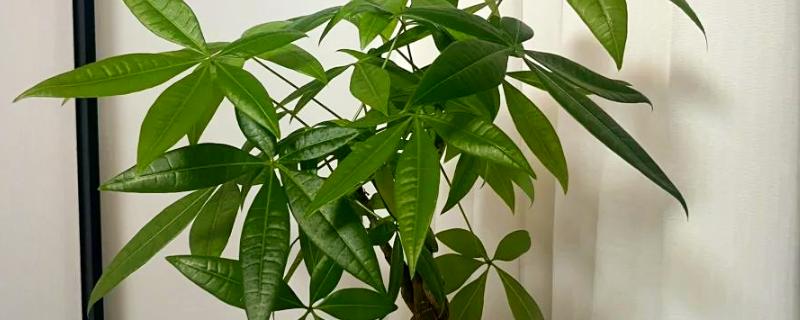 招财树怎么浇水，掌握宁干勿湿的原则