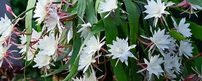 怎么判断昙花花苞今夜花开，会有明显膨大现象