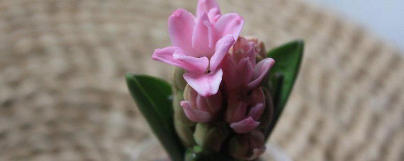 风信子夹箭如何处理，黑暗养护2-3周