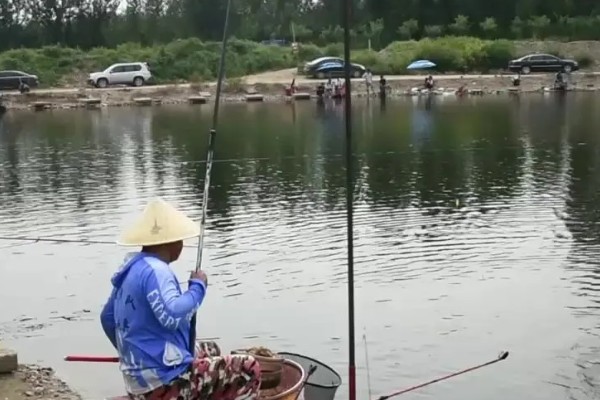 黑坑偷驴用长竿还是短竿合适，一般建议用长竿