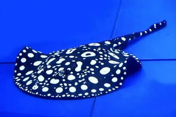 魟鱼长到50厘米需要多久，在舒适的环境中只需1年