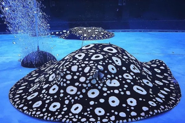 魟鱼长到50厘米需要多久，在舒适的环境中只需1年