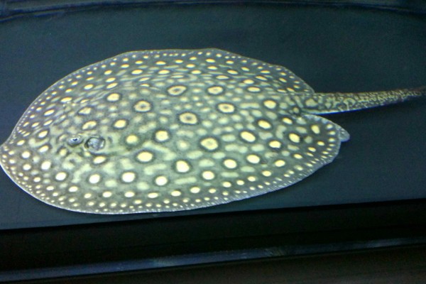 魟鱼长到50厘米需要多久，在舒适的环境中只需1年