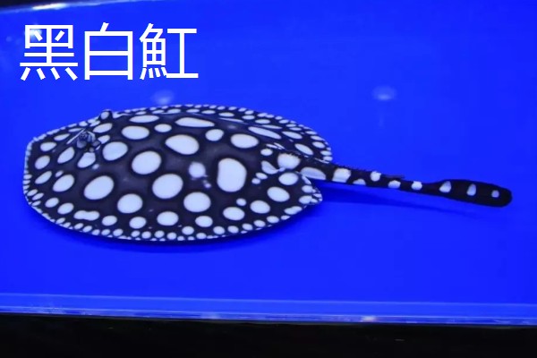 魟鱼长到50厘米需要多久，在舒适的环境中只需1年