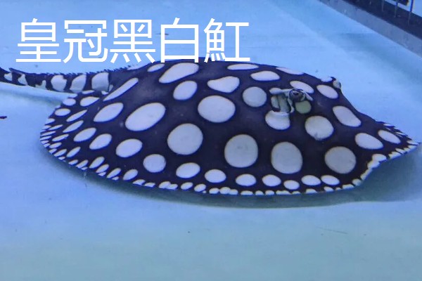 魟鱼长到50厘米需要多久，在舒适的环境中只需1年