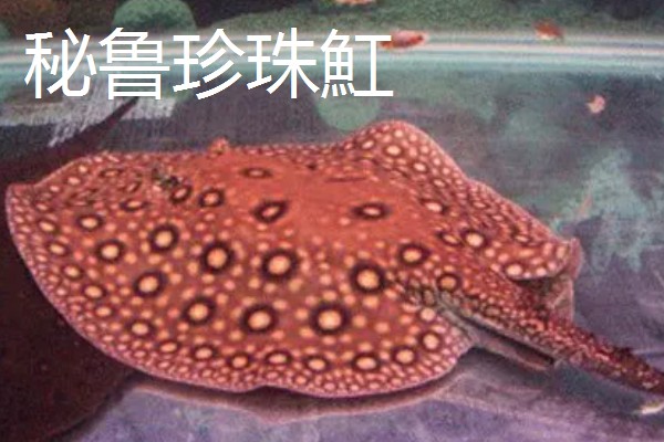 魟鱼长到50厘米需要多久，在舒适的环境中只需1年