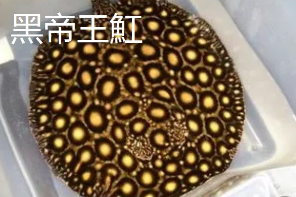 魟鱼长到50厘米需要多久，在舒适的环境中只需1年