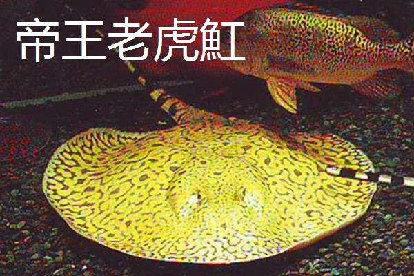 魟鱼长到50厘米需要多久，在舒适的环境中只需1年