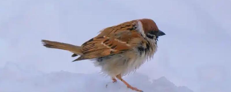 麻雀如何过冬，羽毛会全部膨胀起来用于保暖