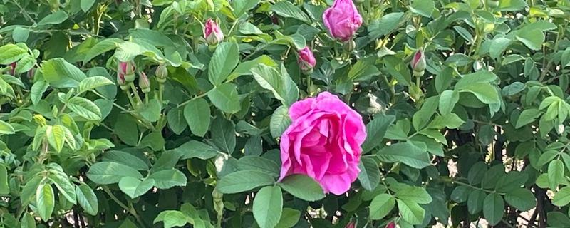 花茎属于什么部位，将花冠与根部或枝干连接在一起