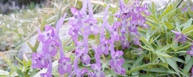 延胡索喜欢什么土壤，喜欢中性或偏酸性的土壤