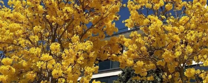 黄花风铃木什么时候开花，花期为3-4月份