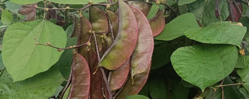 扁豆怎么施肥，中部花序结荚时冲施尿素
