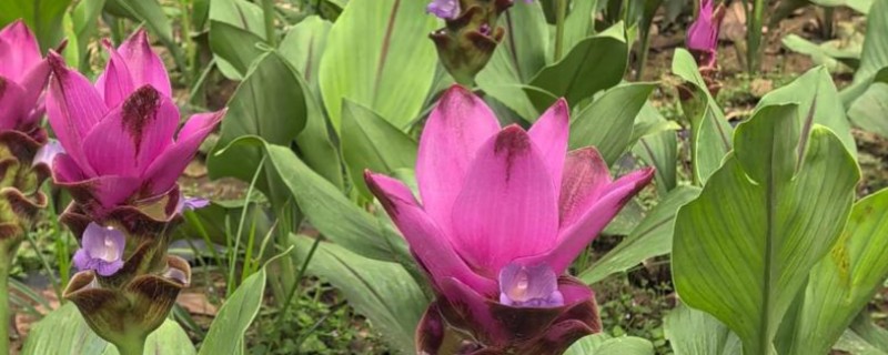 姜荷花有什么花语，代表高洁清雅、信赖、寂静