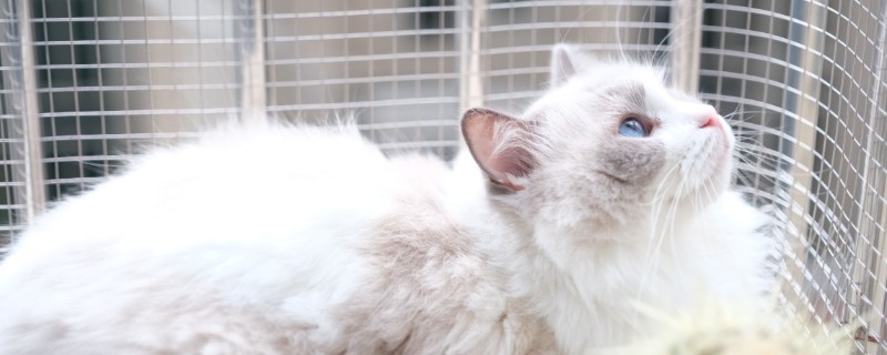 猫咪咳嗽的原因，可能是慢性支气管炎引起的