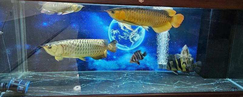 龙鱼水温低翻身怎么解决，可将水温提高到28℃