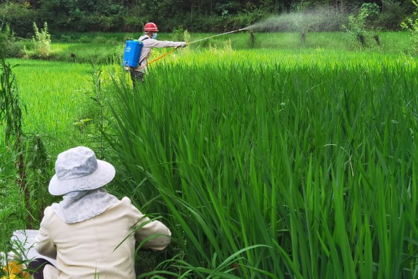 氯氟吡啶酯对水稻是否安全，安全性比较高可以防治多种杂草