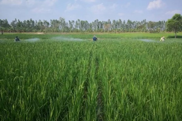 氯氟吡啶酯对水稻是否安全，安全性比较高可以防治多种杂草