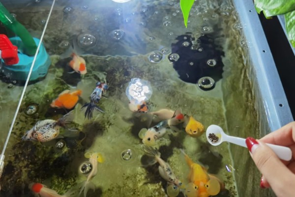 金鱼怎么养活得久，需要定期检查它们的身体