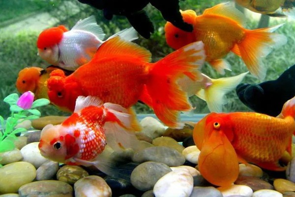 金鱼怎么养活得久，需要定期检查它们的身体