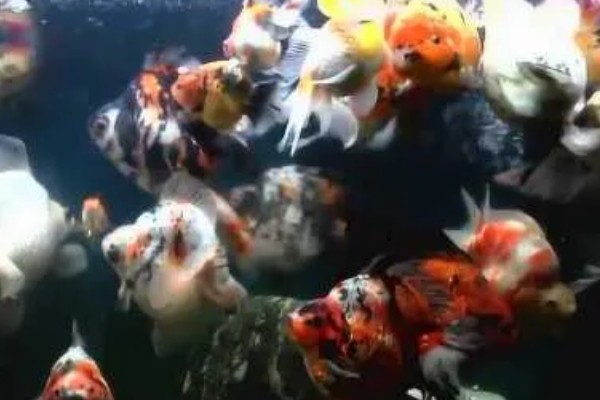 金鱼怎么养活得久，需要定期检查它们的身体