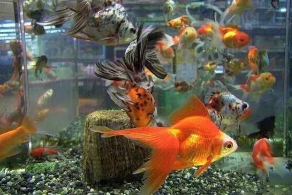 金鱼怎么养活得久，需要定期检查它们的身体
