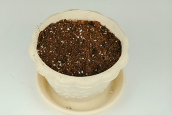 大蒜盆栽的种植方法,种植之后要放在有光照的地方