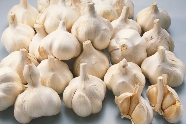 大蒜盆栽的种植方法,种植之后要放在有光照的地方