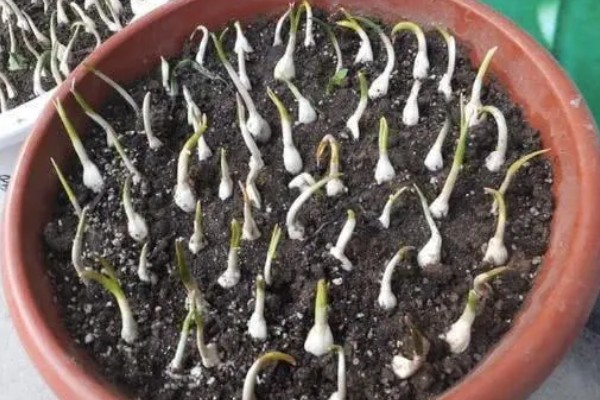大蒜盆栽的种植方法,种植之后要放在有光照的地方