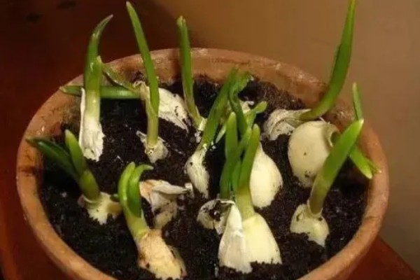大蒜盆栽的种植方法,种植之后要放在有光照的地方