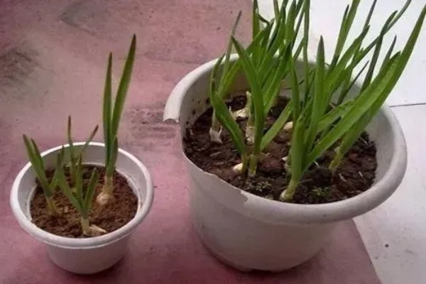 大蒜盆栽的种植方法,种植之后要放在有光照的地方