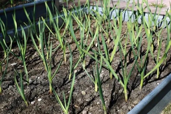 大蒜盆栽的种植方法,种植之后要放在有光照的地方