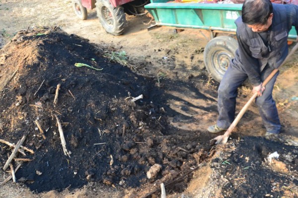 大蒜盆栽的种植方法,种植之后要放在有光照的地方