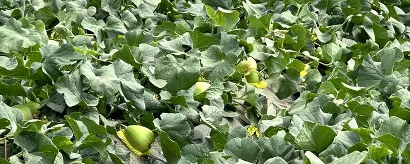 白瓜的亩产量，一般为3000-5000斤左右