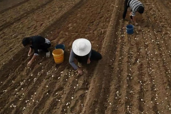 大蒜盆栽的种植方法,种植之后要放在有光照的地方