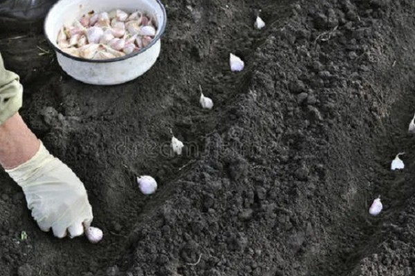 大蒜盆栽的种植方法,种植之后要放在有光照的地方